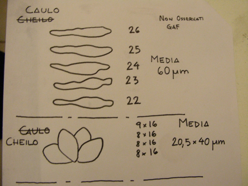 Pluteus da determinare (cfr. Pluteus depauperatus)